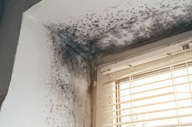 Trusted Commercial Mold Remediation service in Clarksville, VA - Cheap Mold Removal