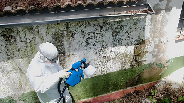 Top rated local Basement Mold Removal specialists in Clarksville, VA